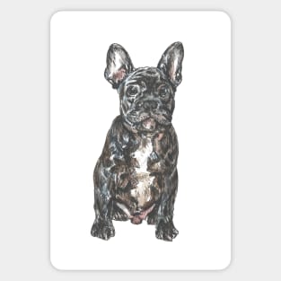 French Bulldog - pen and watercolour Sticker